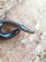 Rhynchodemus sylvaticus