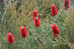 Melaleuca glauca