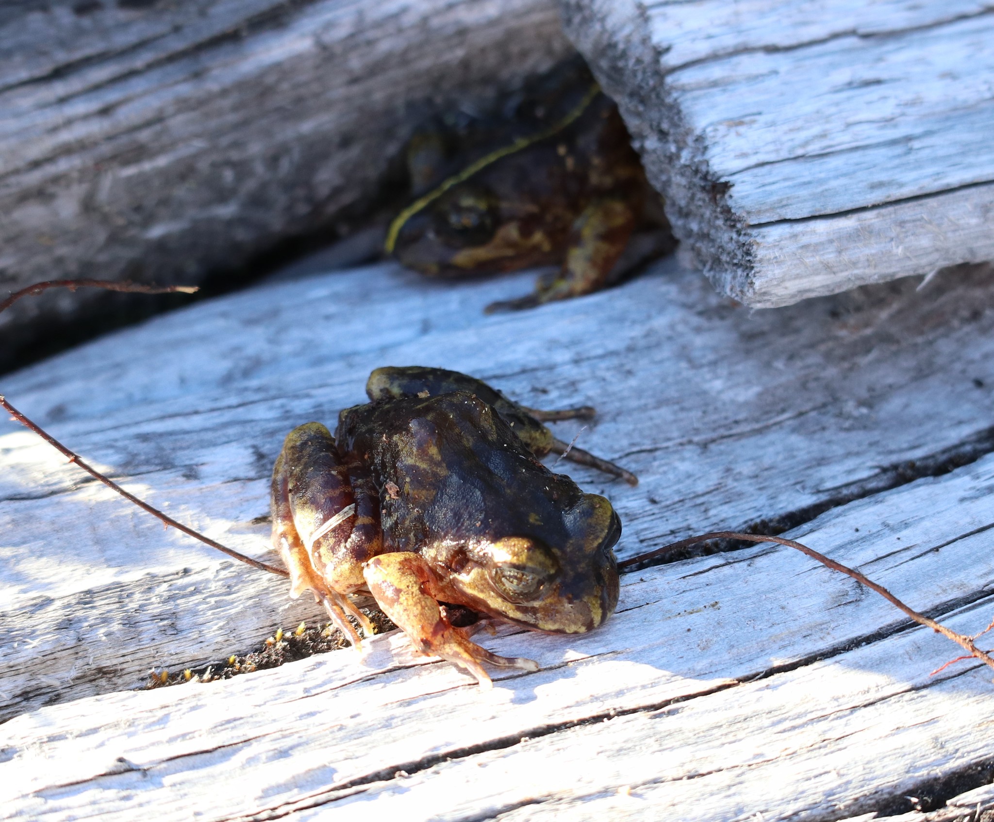 Eupsophus emiliopugini Formas, 1989