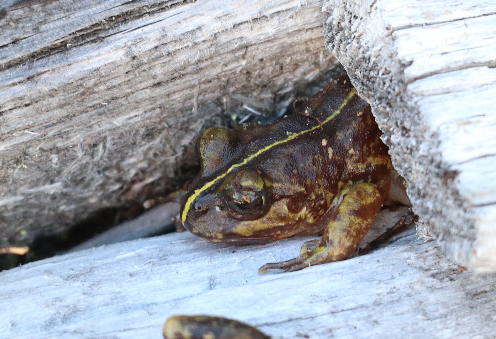 Eupsophus emiliopugini Formas, 1989