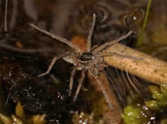 Diapontia