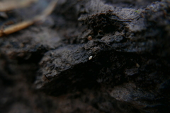 Carychium