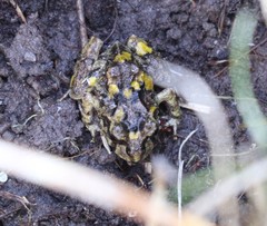 Eupsophus emiliopugini