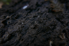 Carychium