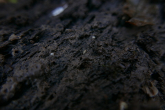 Carychium