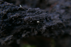 Carychium