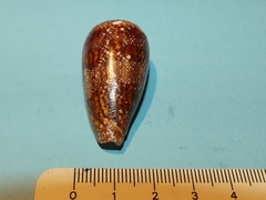 Conus canonicus