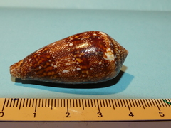Conus canonicus