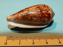 Conus canonicus