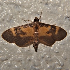 Lypotigris fusalis