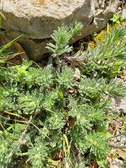 Ajuga chamaepitys
