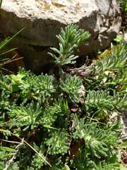 Ajuga chamaepitys