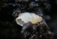 Carychium