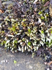 Bryum argenteum