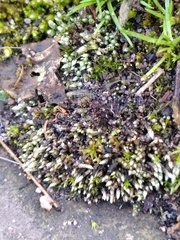 Bryum argenteum
