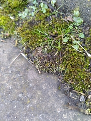 Bryum argenteum