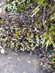 Bryum argenteum