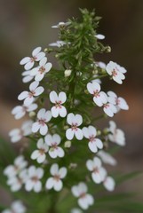 Stylidium adnatum