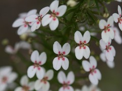 Stylidium adnatum