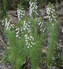 Stylidium adnatum
