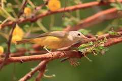 Eremomela pusilla