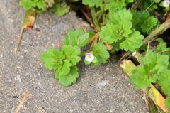 Veronica polita lilacina