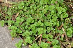 Veronica polita lilacina