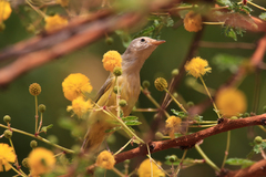 Eremomela pusilla