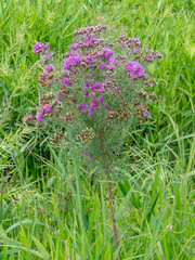 Vernonanthura nudiflora