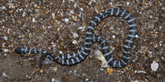 Striped Sea Snake photo 4