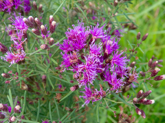 Vernonanthura nudiflora