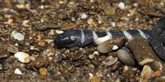 Striped Sea Snake photo 3