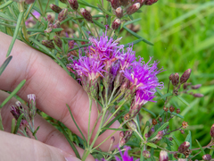 Vernonanthura nudiflora