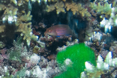 Pseudocheilinus hexataenia