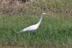 Ardea intermedia brachyrhyncha