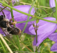 Melitta haemorrhoidalis