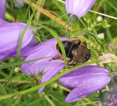 Melitta haemorrhoidalis