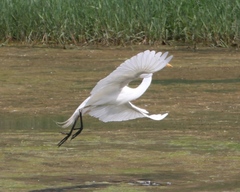 Ardea intermedia brachyrhyncha