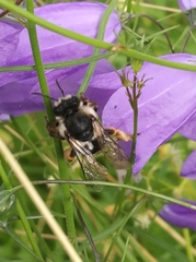 Melitta haemorrhoidalis