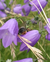 Melitta haemorrhoidalis