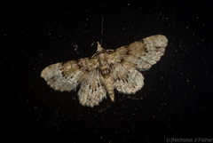 Chloroclystis guttifera