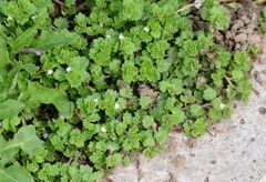 Veronica polita lilacina