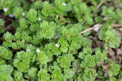 Veronica polita lilacina