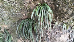 Haplopteris anguste-elongata