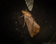 Plusiodonta arctipennis