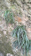 Haplopteris anguste-elongata