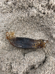 Scyliorhinus canicula