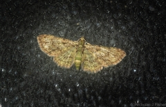 Chloroclystis mniochroa