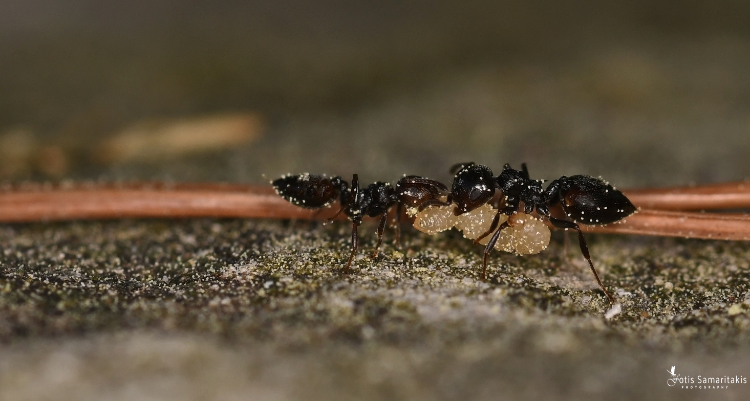 Crematogaster ariadnae
