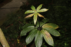 Paris polyphylla